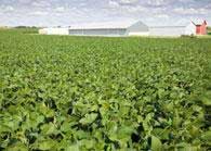 Mapping the way to a better soybean
