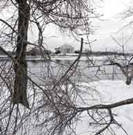 Winter gives a hard chop to Washington's cherry trees