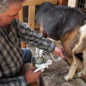 Uncooperative goat becomes the mother of an invention