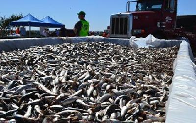 Getting to the bottom of a fish die-off in Southern California