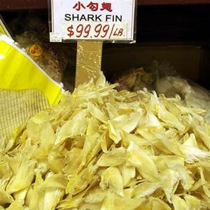 How sharks have paid the price for demand for shark fin soup