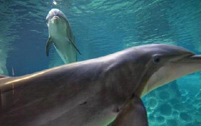 Scientists in search of a common language with dolphins