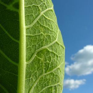 Artificial leaf turns sunlight into electric power
