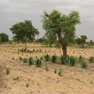 In Africa, the greening of the Sahel