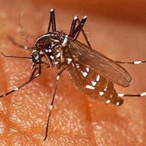 Microbe could help battle malaria