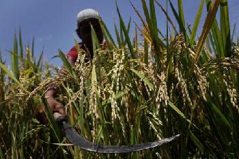 Climate change threatens world food production