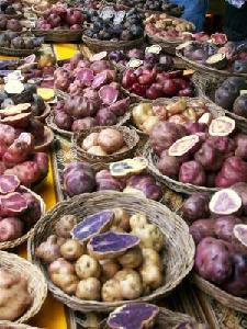 Scientists unravel potato's genetic blueprint