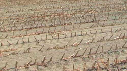 US farmers struggle with drought
