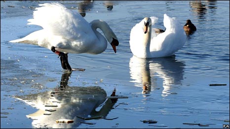 Swans 天鹅