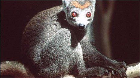 Madagascar Animals 马达加斯加动物