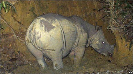 Sumatran Rhinos 苏门答腊犀牛