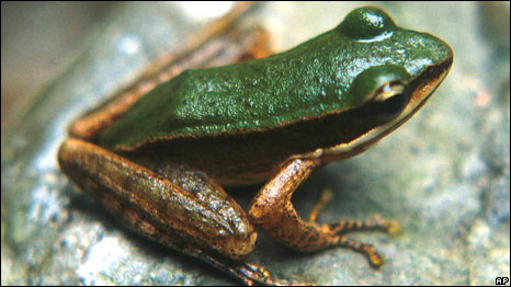 Frog Antibiotics 青蛙体内发现一种天然抗生素