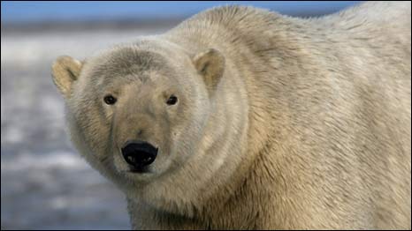 New Home for Polar Bears 北极熊的危急栖息地