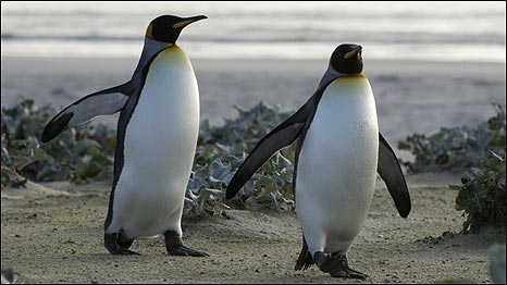 Tagged Penguins 带标记企鹅健康受影响