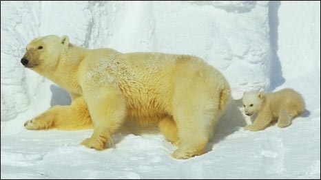 Champion Swimmer 北极熊连续游泳9天