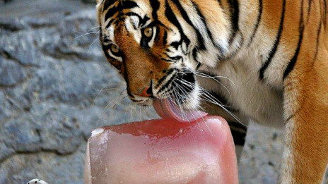 An ice treat for animals 给动物降温