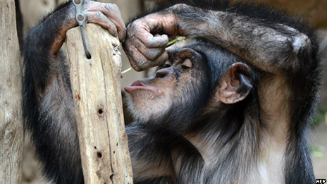 Chimpanzees throw tantrums 黑猩猩会发脾气