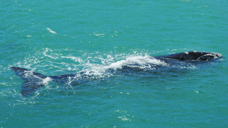 Anti-whaling activists 澳大利亚反捕鲸团体公布日本捕鲸视频