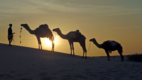 Middle East virus possibly spread by camels 中东病毒可能源于骆驼