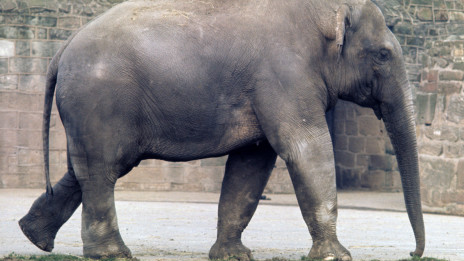 Threat to Asian elephants 非法交易威胁大象生存