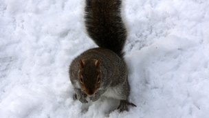 Squirrels are 'climate culprit' 松鼠是