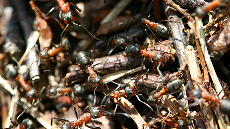Ants in space 蚂蚁在太空的表现