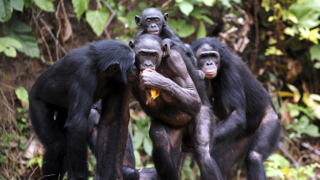 Bonobos' clue to speech evolution 倭黑猩猩的叫声为语言进化提供线索