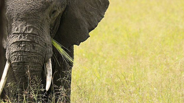 Mysteries of elephant sleep revealed 科学家揭开大象的睡眠模式之谜