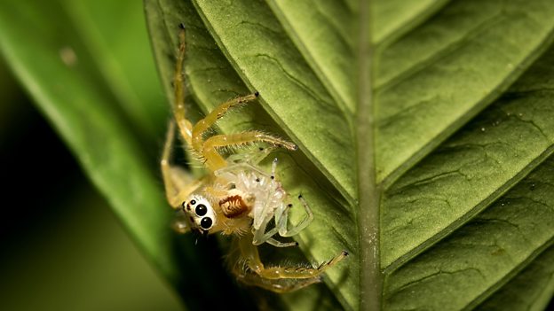 Spiders top the global predator charts 研究称蜘蛛食量居全球捕食性动物之首