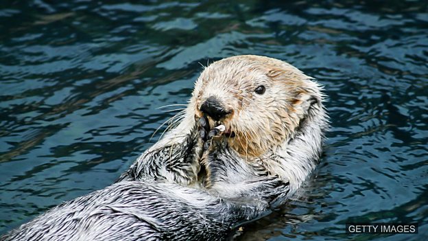 Sea otters ahead of dolphins in using tools 海獭学会使用工具的时间早于海豚