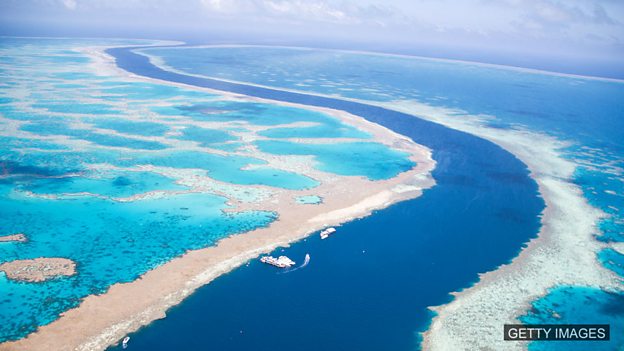 Two-thirds of Great Barrier Reef damaged in 'unprecedented' bleaching 三分之二的大堡礁珊瑚群遭受“史无前例”的白化危机