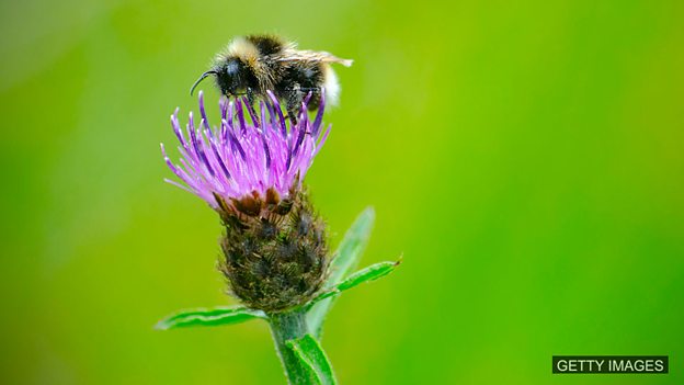 Large-scale study 'shows neonic pesticides harm bees' 大型研究结果显示烟碱类杀虫剂对蜜蜂有害