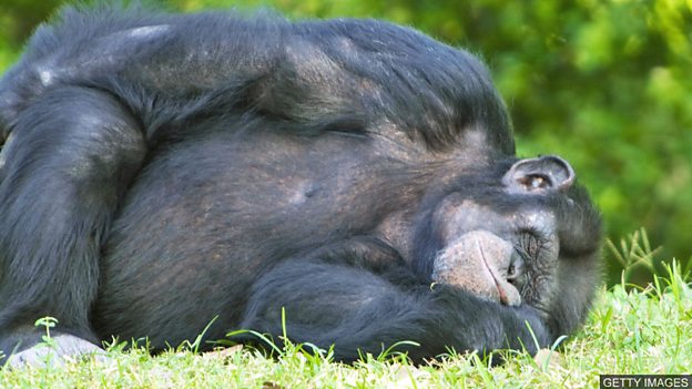 Are chimpanzee beds cleaner than human ones? 黑猩猩的“床”比人类的床还干净？