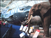 The Natural History Museum 自然历史博物馆