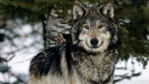 狼叫声不同 电脑识别野狼嚎