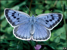 UK Butterflies In Decline 英国蝴蝶踪迹难觅