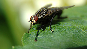 Help! There's a fly in my ear! 鸡毛蒜皮小事 滥用999求救电话