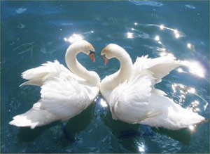 Swans Mate for Life 生死相依
