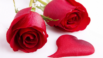 解说六种玫瑰的不同花语