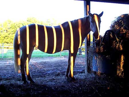 I really wanna be a zebra.