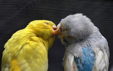 We ARE lovebirds!