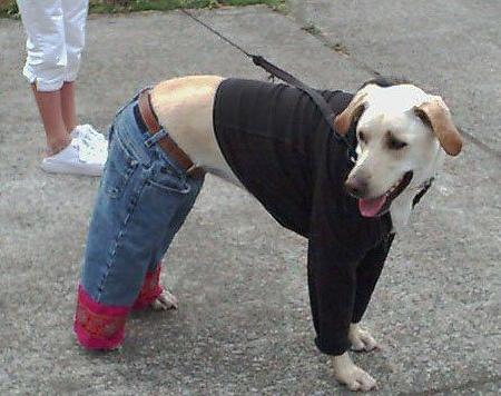 Dog in Levis pants and T-shirt