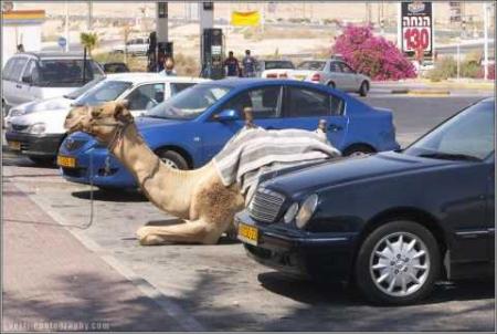 骆驼也交停车费