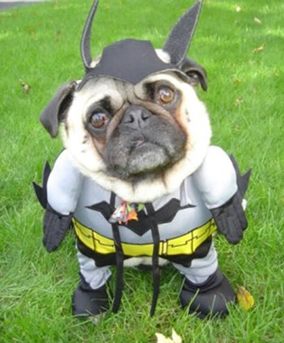 Batman's dog 蝙蝠侠之狗