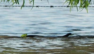 澳洪灾中的温情一幕 蛇驮着青蛙过河