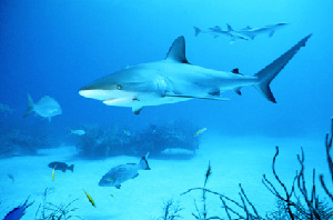 鲨鱼天生是色盲 无法辨认蓝色