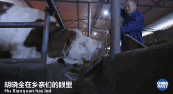 英国小哥走进四川广元农村，解开“对牛弹琴”的秘密！（视频）