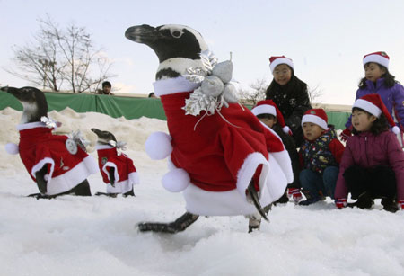 Penguins sported in Santa Claus outfits