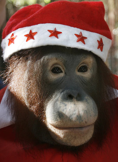 Orangutan wears Santa Claus outfit