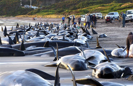 Pilot whales stranded in Australia